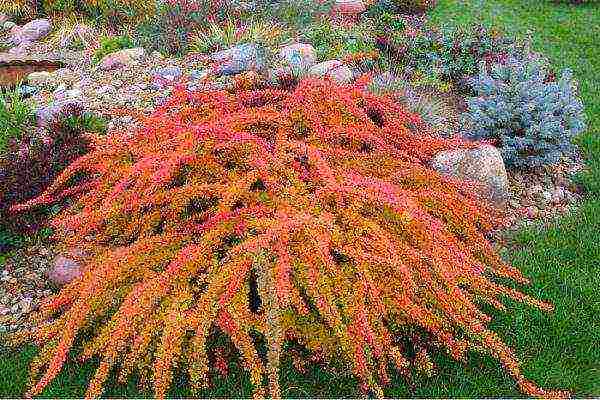 การปลูกและดูแล barberry ในทุ่งโล่งในไซบีเรีย