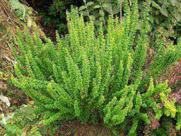 barberry planting and care in the open field in siberia