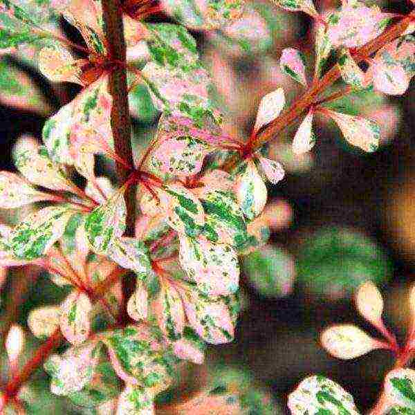 pagtatanim ng barberry at pangangalaga sa bukas na bukid sa siberia