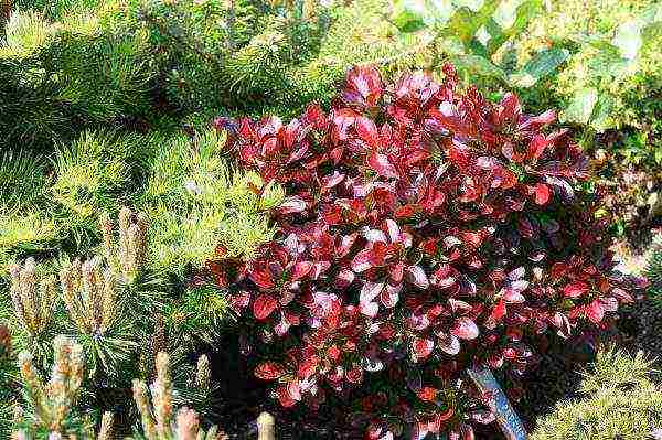 barberry planting and care in the open field in siberia