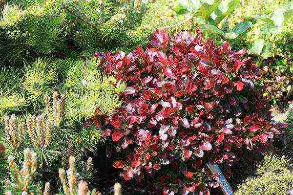 pagtatanim ng barberry at pangangalaga sa bukas na bukid sa siberia