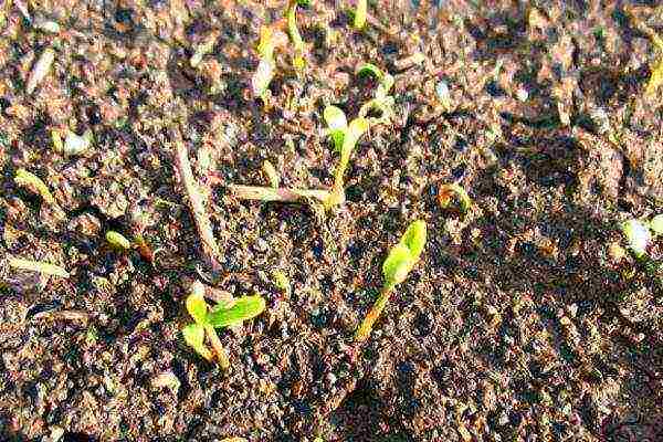 barberry planting and care in the open field in siberia