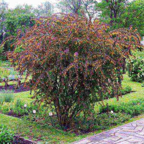 pagtatanim ng barberry at pangangalaga sa bukas na bukid sa siberia