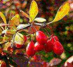 pagtatanim ng barberry at pangangalaga sa bukas na bukid sa siberia