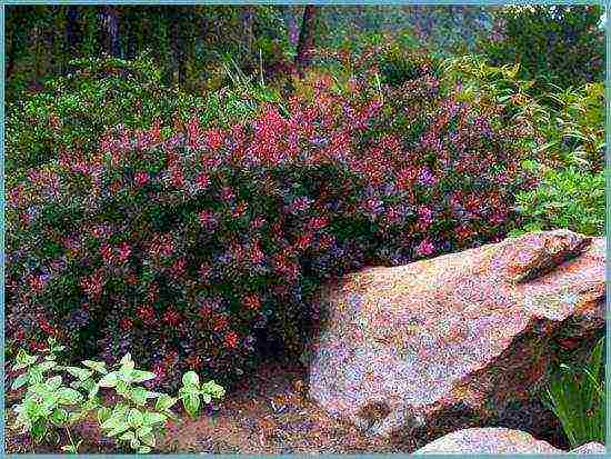 barberry planting and care in the open field in siberia