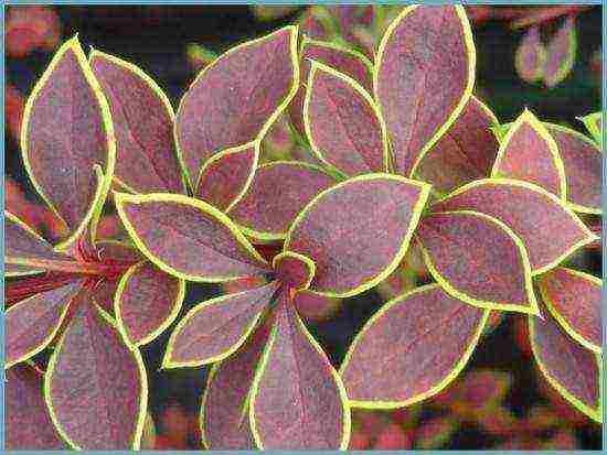 barberry planting and care in the open field in siberia