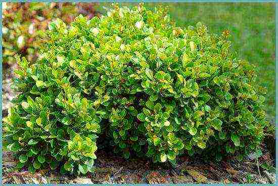 pagtatanim ng barberry at pangangalaga sa bukas na bukid sa siberia