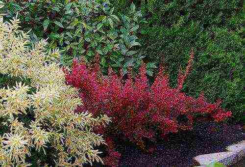 pagtatanim ng barberry at pangangalaga sa bukas na bukid sa siberia