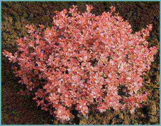 pagtatanim ng barberry at pangangalaga sa bukas na bukid sa siberia