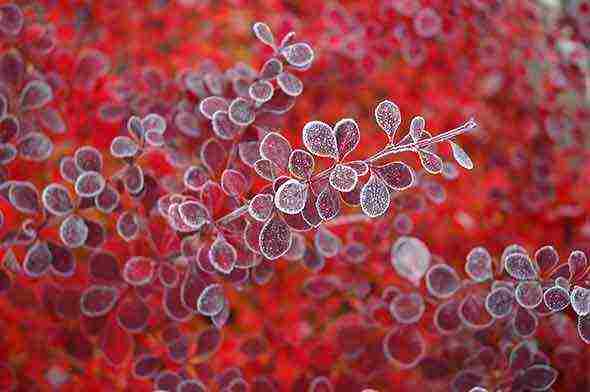 barberry planting and care in the open field in siberia