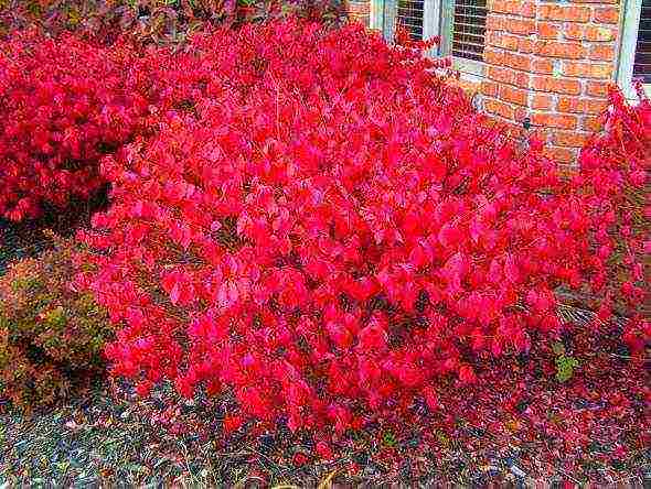 pagtatanim ng barberry at pangangalaga sa bukas na bukid sa siberia