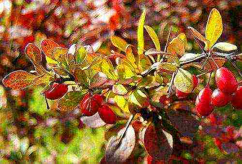 barberry planting and care in the open field in siberia