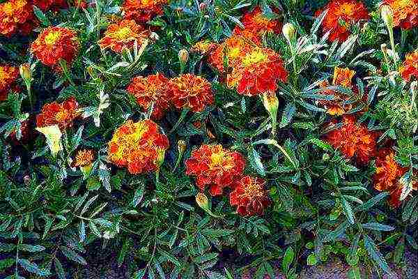 marigolds bilang berdeng pataba na pagtatanim at pangangalaga sa bukas na bukid