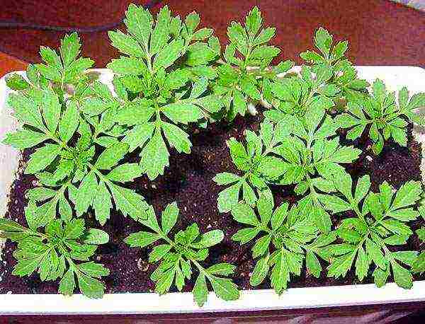 marigolds as green manure planting and care in the open field