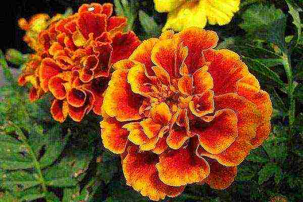 marigolds bilang berdeng pataba na pagtatanim at pangangalaga sa bukas na bukid