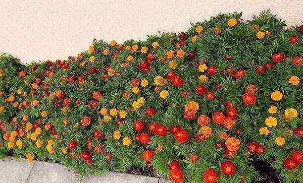 marigolds as green manure planting and care in the open field