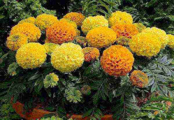 marigolds as green manure planting and care in the open field