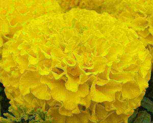 marigolds as green manure planting and care in the open field