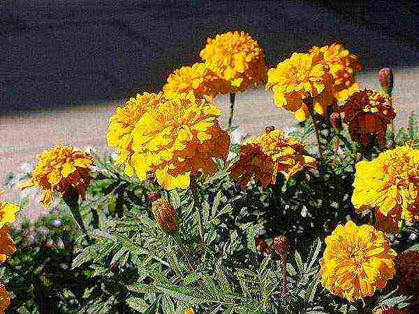 marigolds as green manure planting and care in the open field