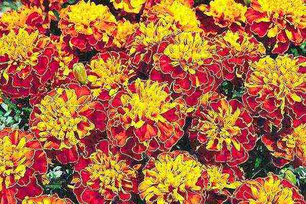 marigolds bilang berdeng pataba na pagtatanim at pangangalaga sa bukas na bukid