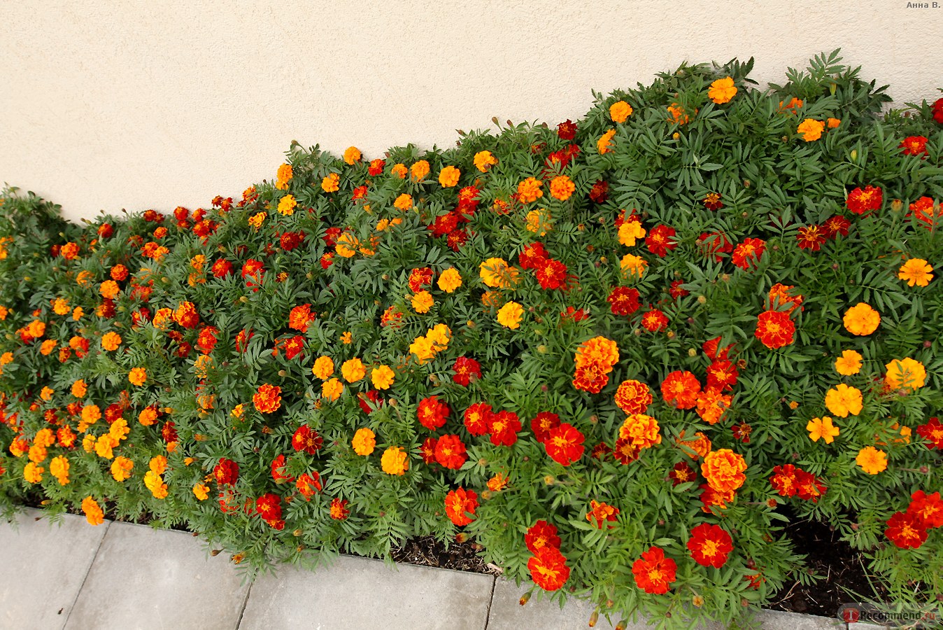 marigolds bilang berdeng pataba na pagtatanim at pangangalaga sa bukas na bukid