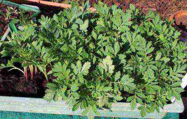 marigolds as green manure planting and care in the open field