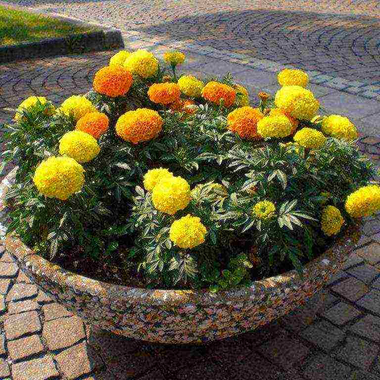 marigolds as green manure planting and care in the open field