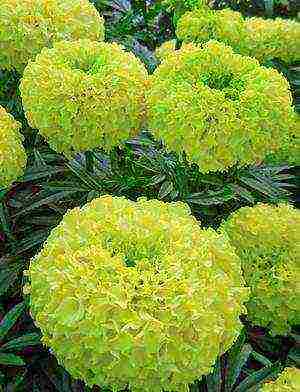 marigolds as green manure planting and care in the open field