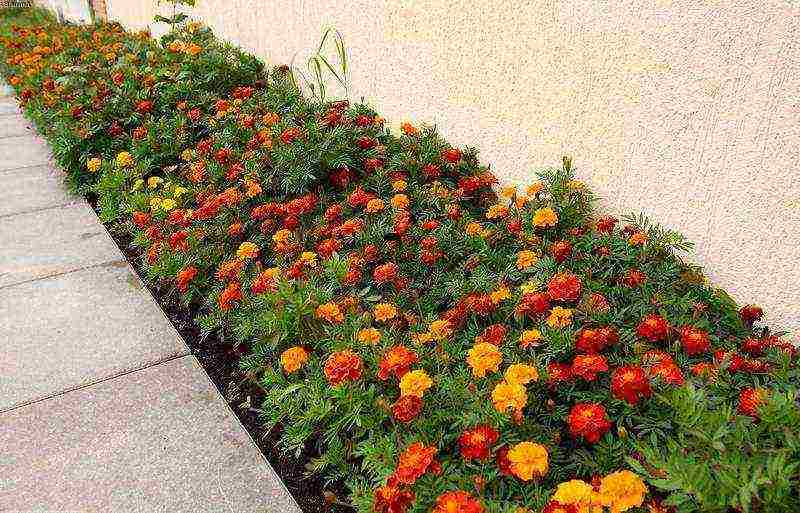 marigolds as green manure planting and care in the open field