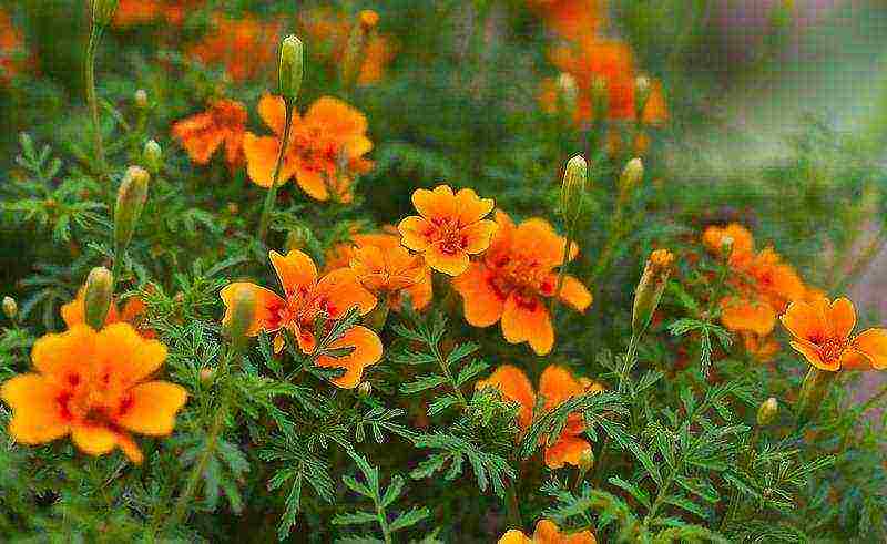 marigolds as green manure planting and care in the open field