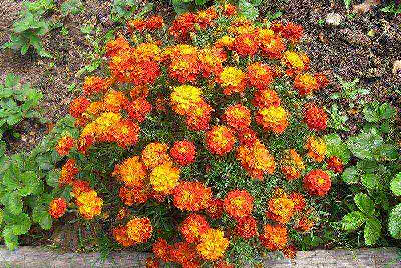 marigolds as green manure planting and care in the open field