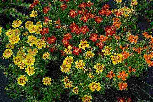 marigolds bilang berdeng pataba na pagtatanim at pangangalaga sa bukas na bukid