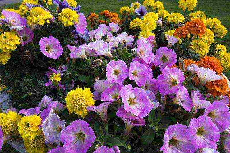 marigolds bilang berdeng pataba na pagtatanim at pangangalaga sa bukas na bukid