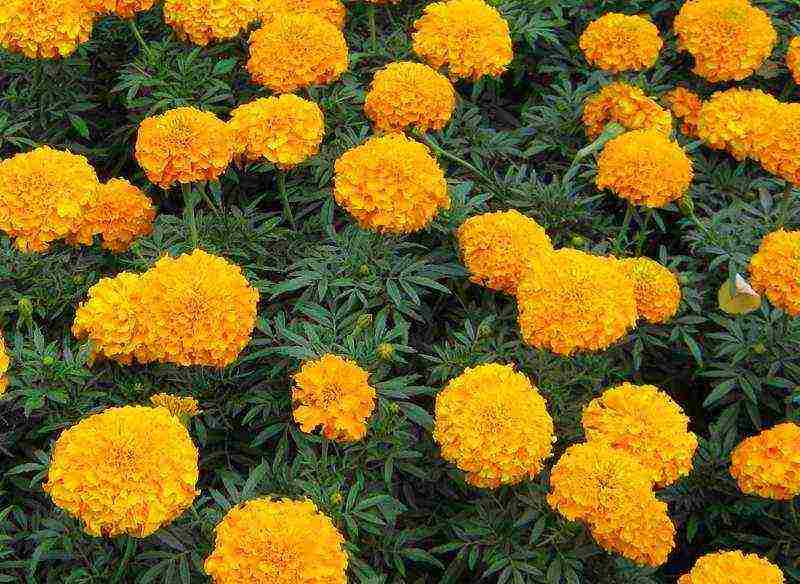 marigolds planting and care in the open field from seeds