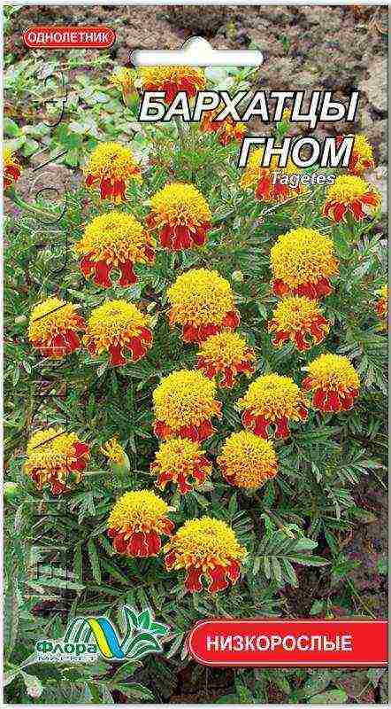 marigolds planting and care in the open field from seeds