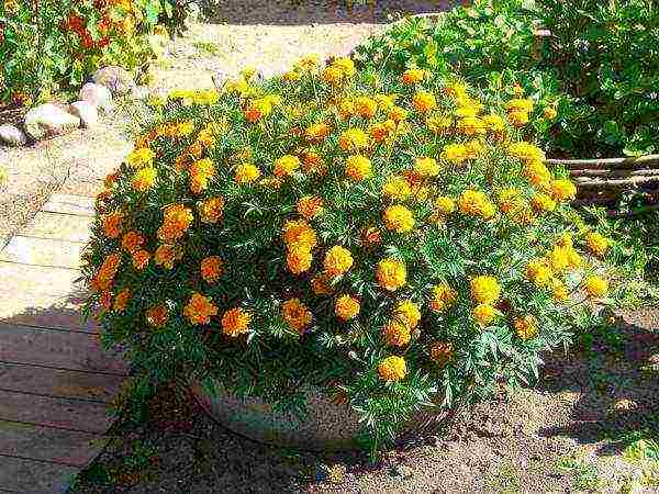 marigolds planting and care in the open field from seeds