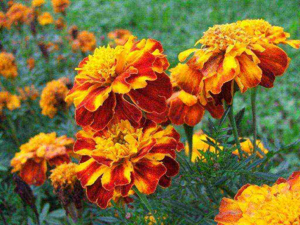 marigolds planting and care in the open field from seeds