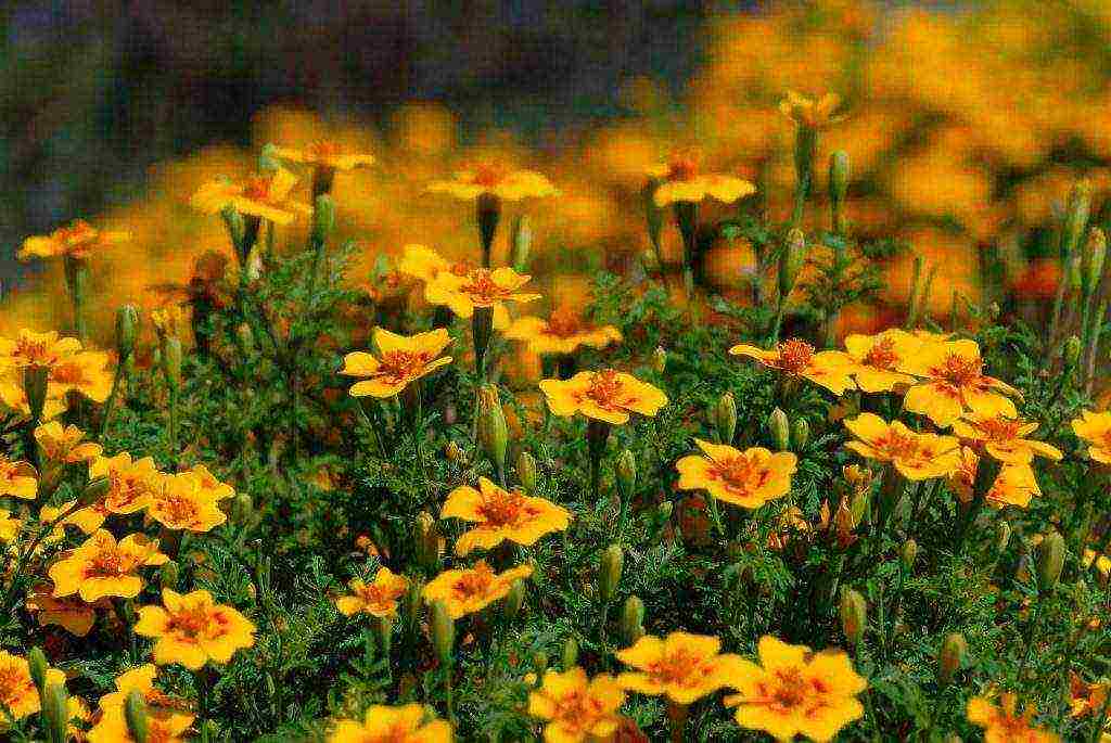 marigolds planting and care in the open field from seeds