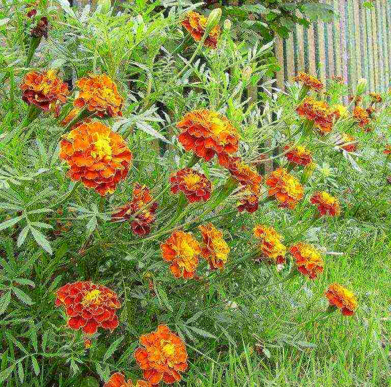 marigolds planting and care in the open field from seeds