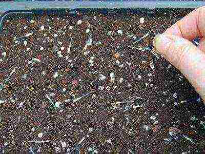 marigolds planting and care in the open field from seeds