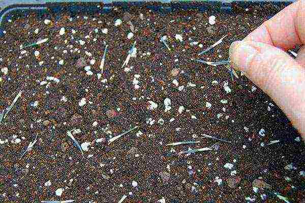 marigolds planting and care in the open field from seeds