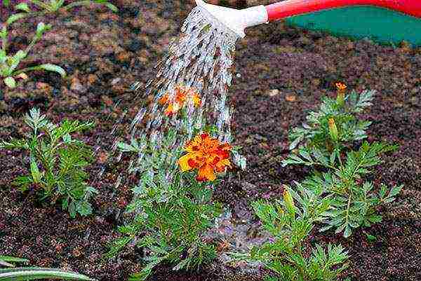 marigolds planting and care in the open field from seeds