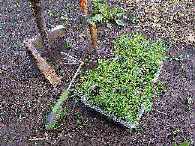 marigolds planting and care in the open field from seeds