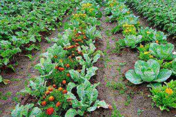 marigolds planting and care in the open field from seeds