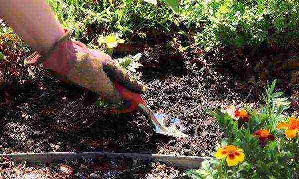 marigolds planting and care in the open field from seeds