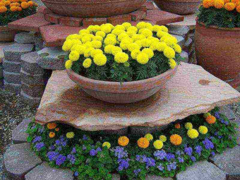 marigolds planting and care in the open field from seeds