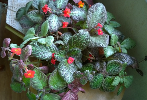 begonia ampelous tuberous planting and care in the open field