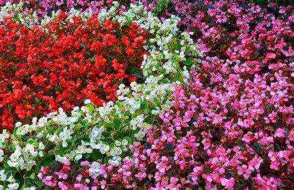 begonia ampelous tuberous planting and care in the open field