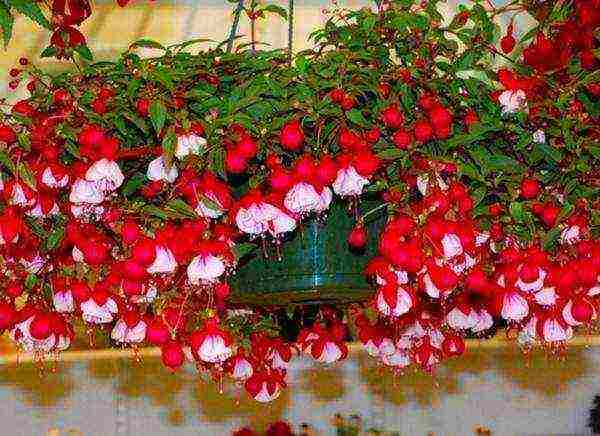 Begonia การปลูกและดูแลหัวใต้ดินในทุ่งโล่ง