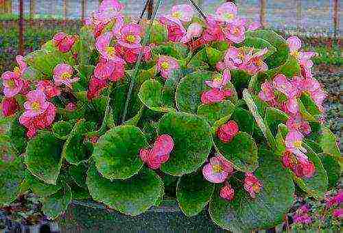 begonia ampelous tuberous planting and care in the open field